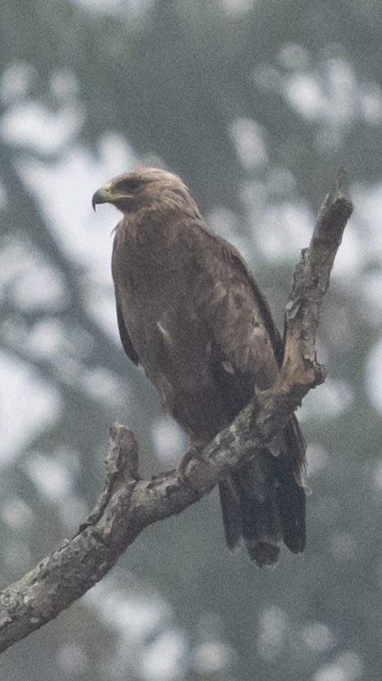 Greater Spotted Eagle - ML612655252