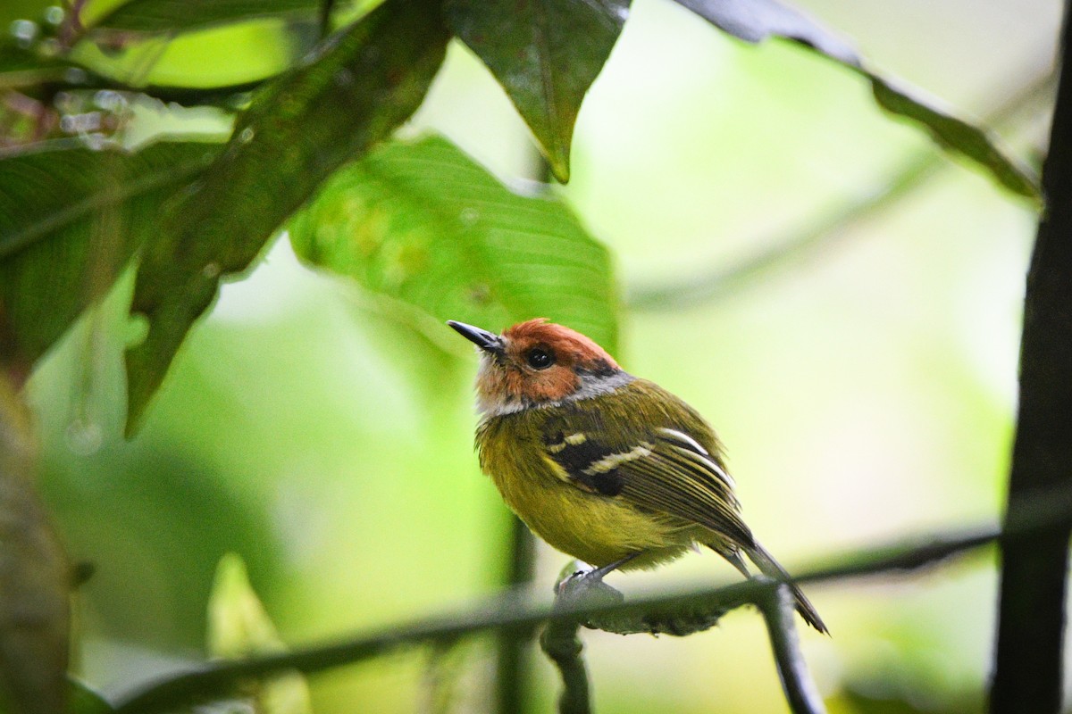 Rufous-crowned Tody-Flycatcher - Noah Price