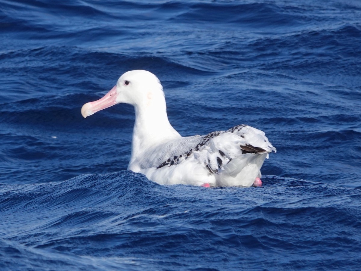 Snowy Albatross - ML612655408