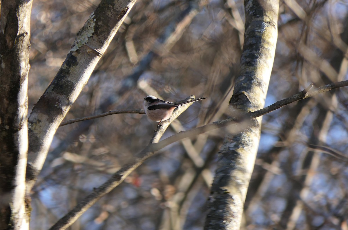 Long-tailed Tit - ML612655527