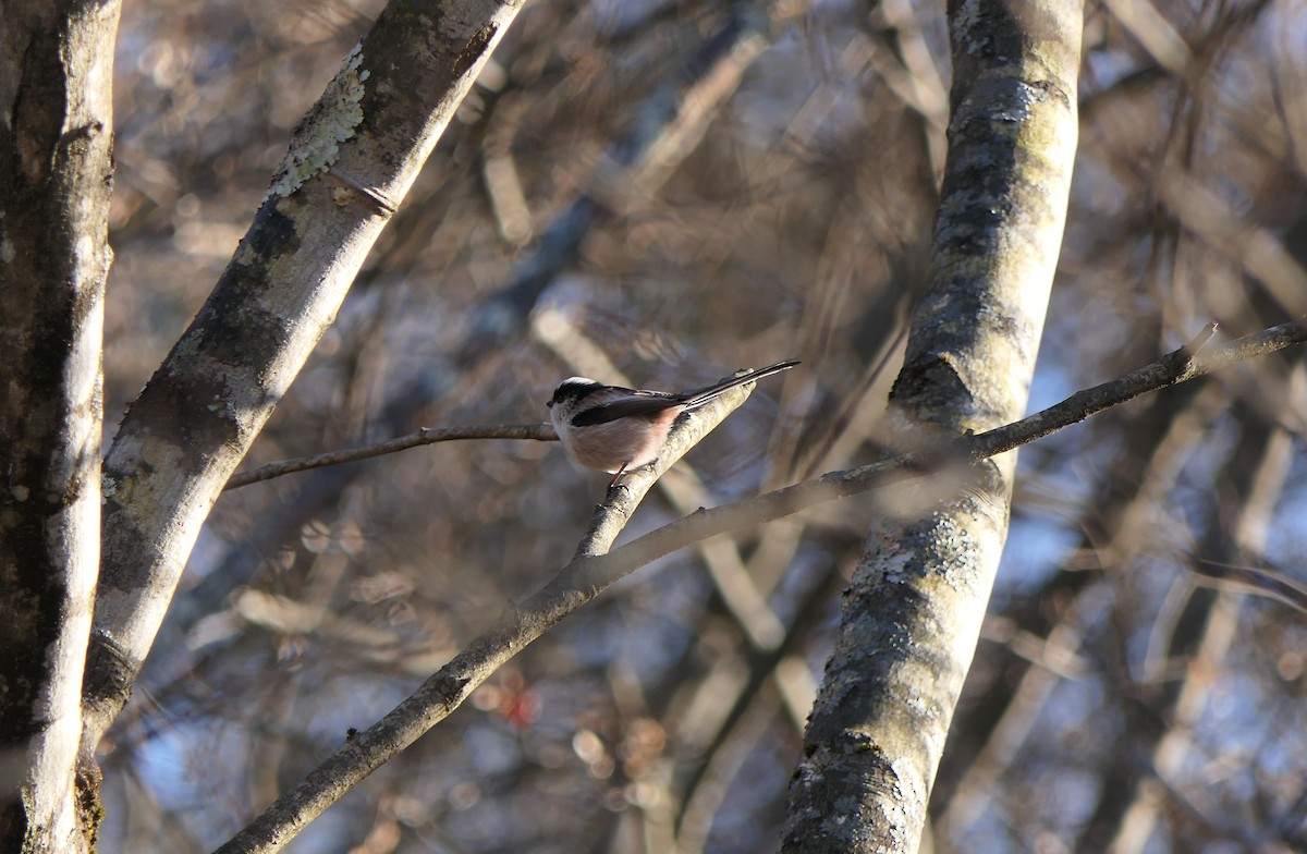 Long-tailed Tit - ML612655528