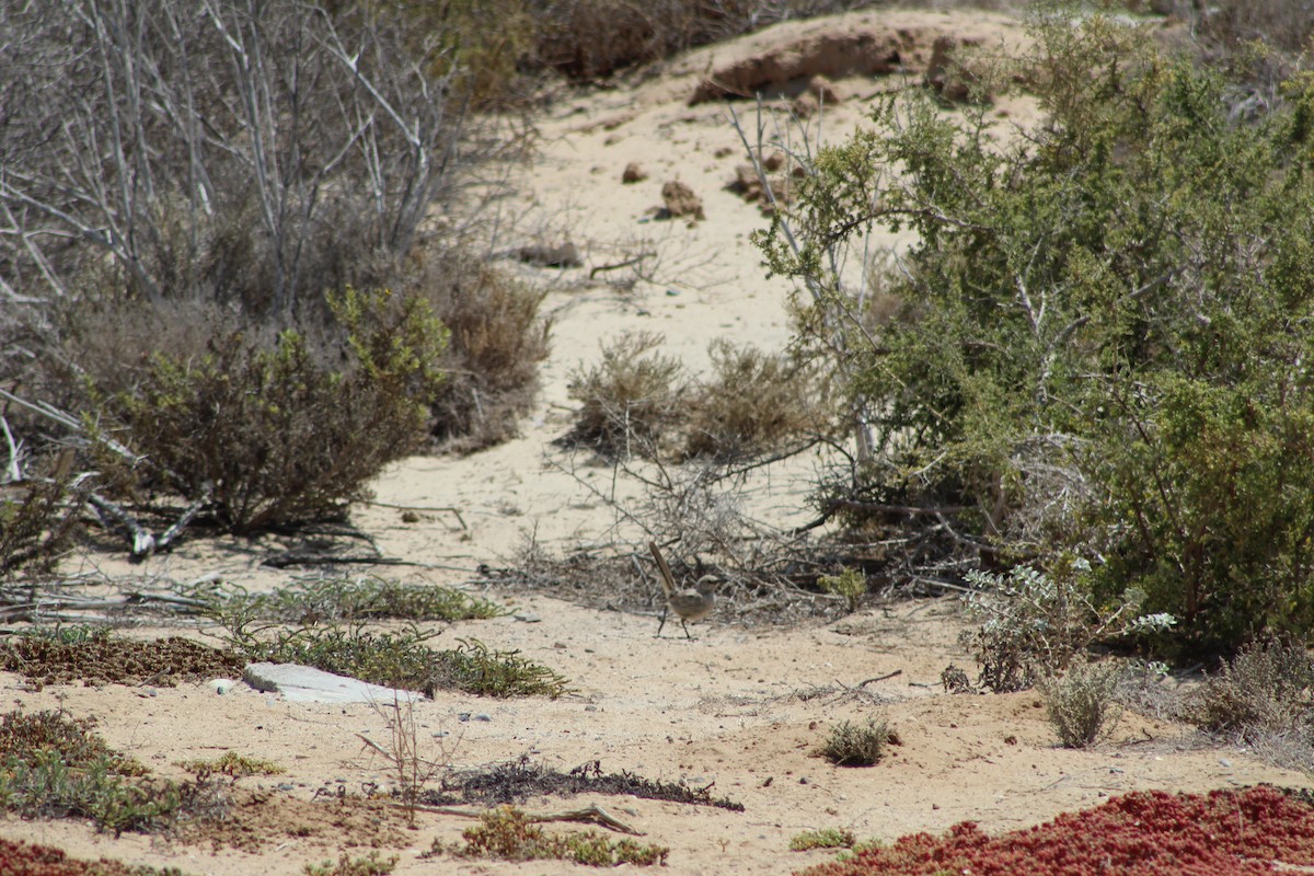 Пустынный пересмешник (arenicola) - ML612655566