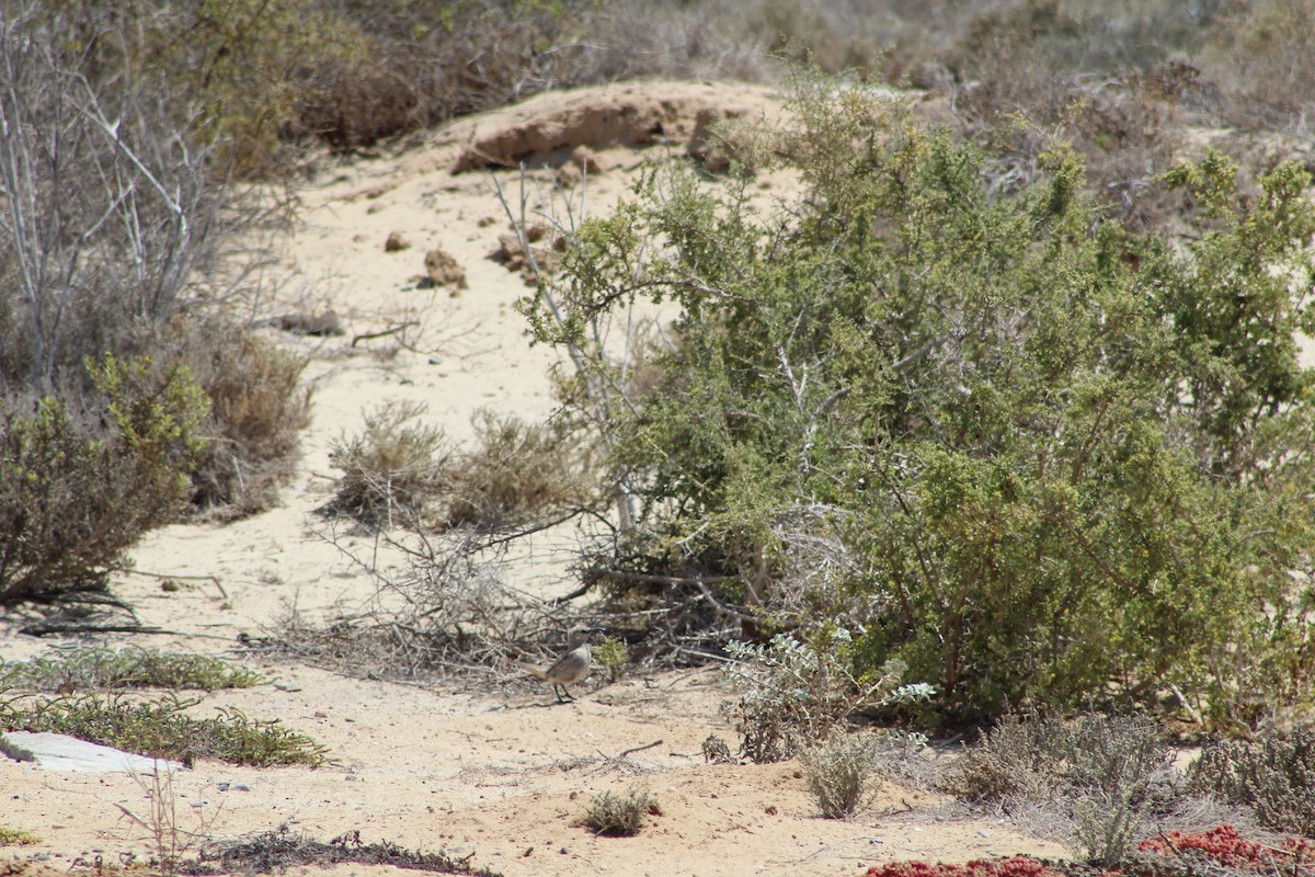 mohavespottefugl (arenicola) (vizcainospottefugl) - ML612655567