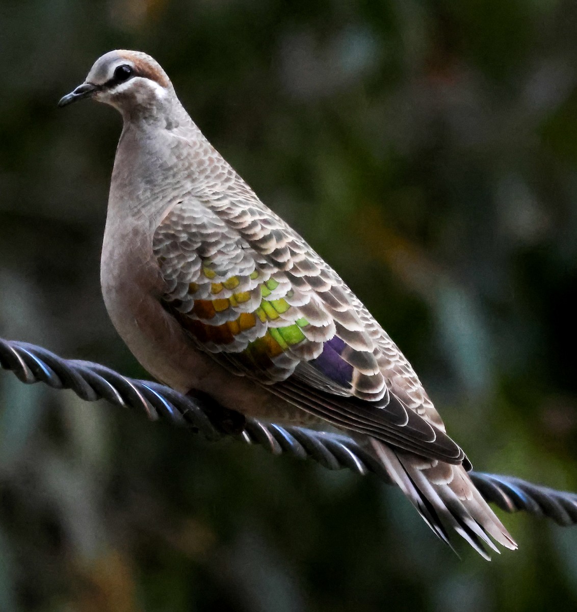 Common Bronzewing - ML612655599