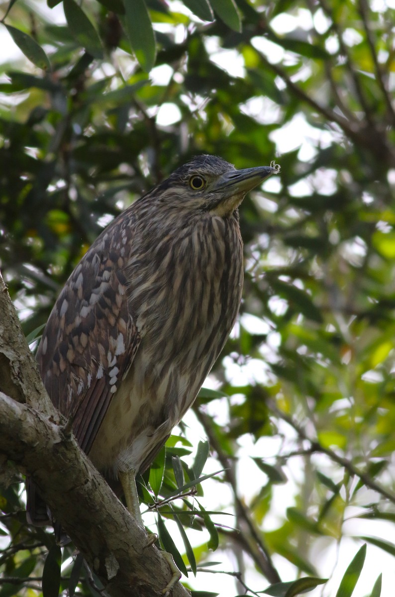 Nankeen Night Heron - ML612655667