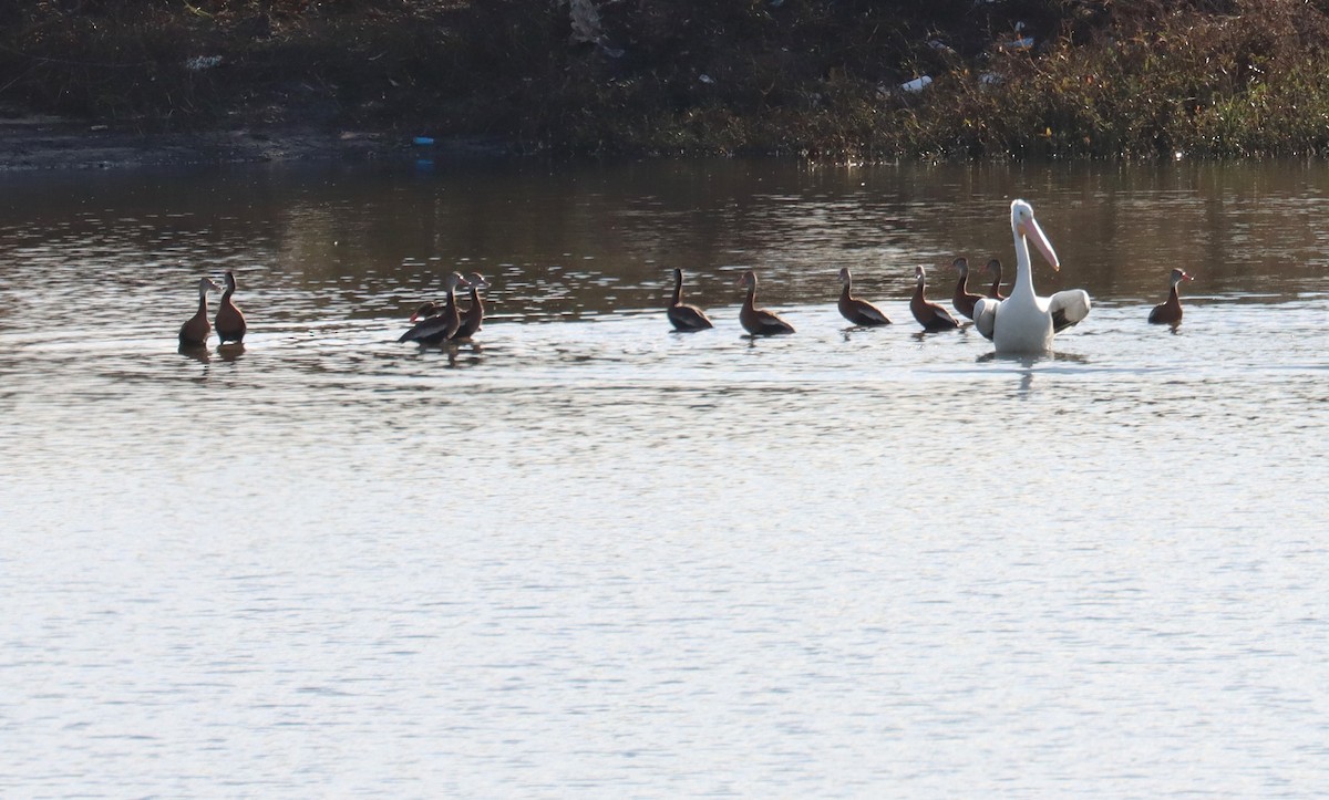 American White Pelican - ML612655812