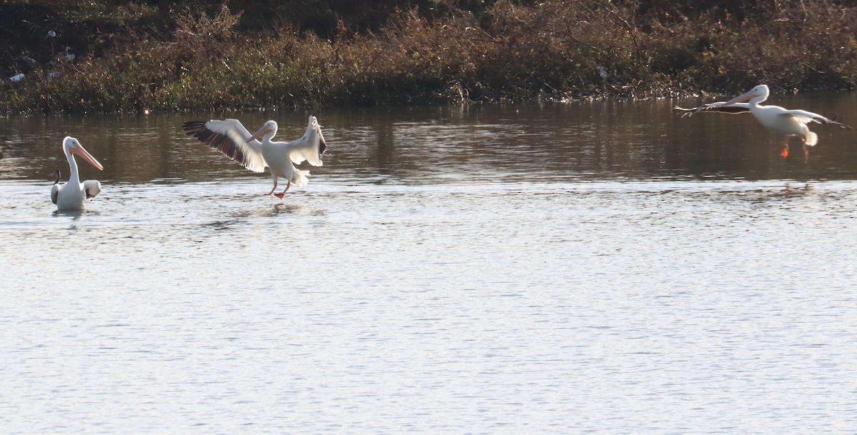pelikán severoamerický - ML612655817