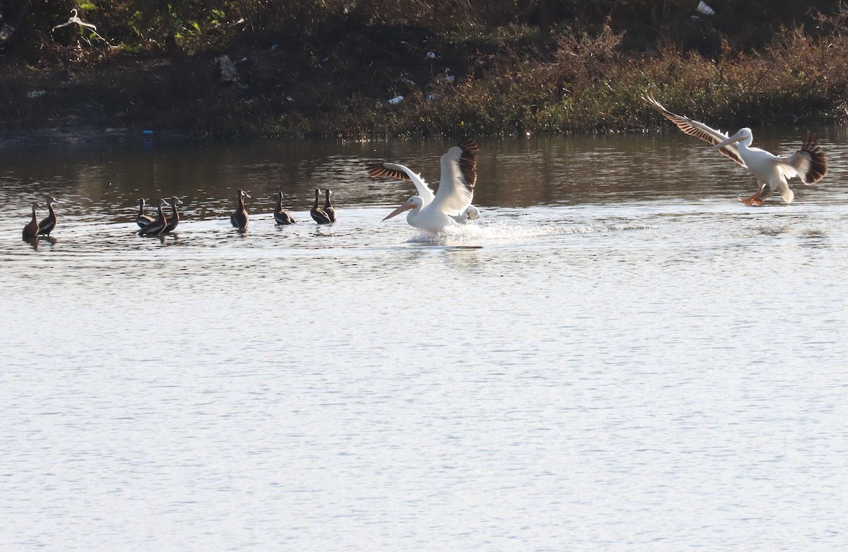 American White Pelican - ML612655824