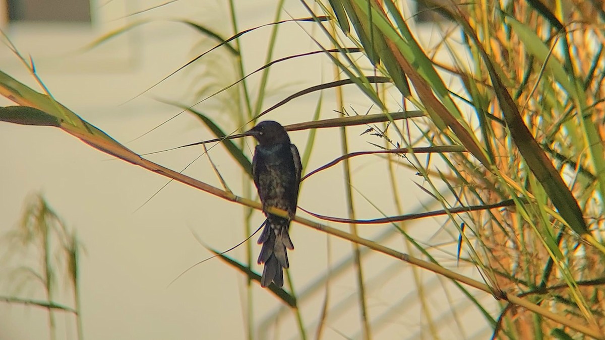 Black Drongo - Jayadev  Menon