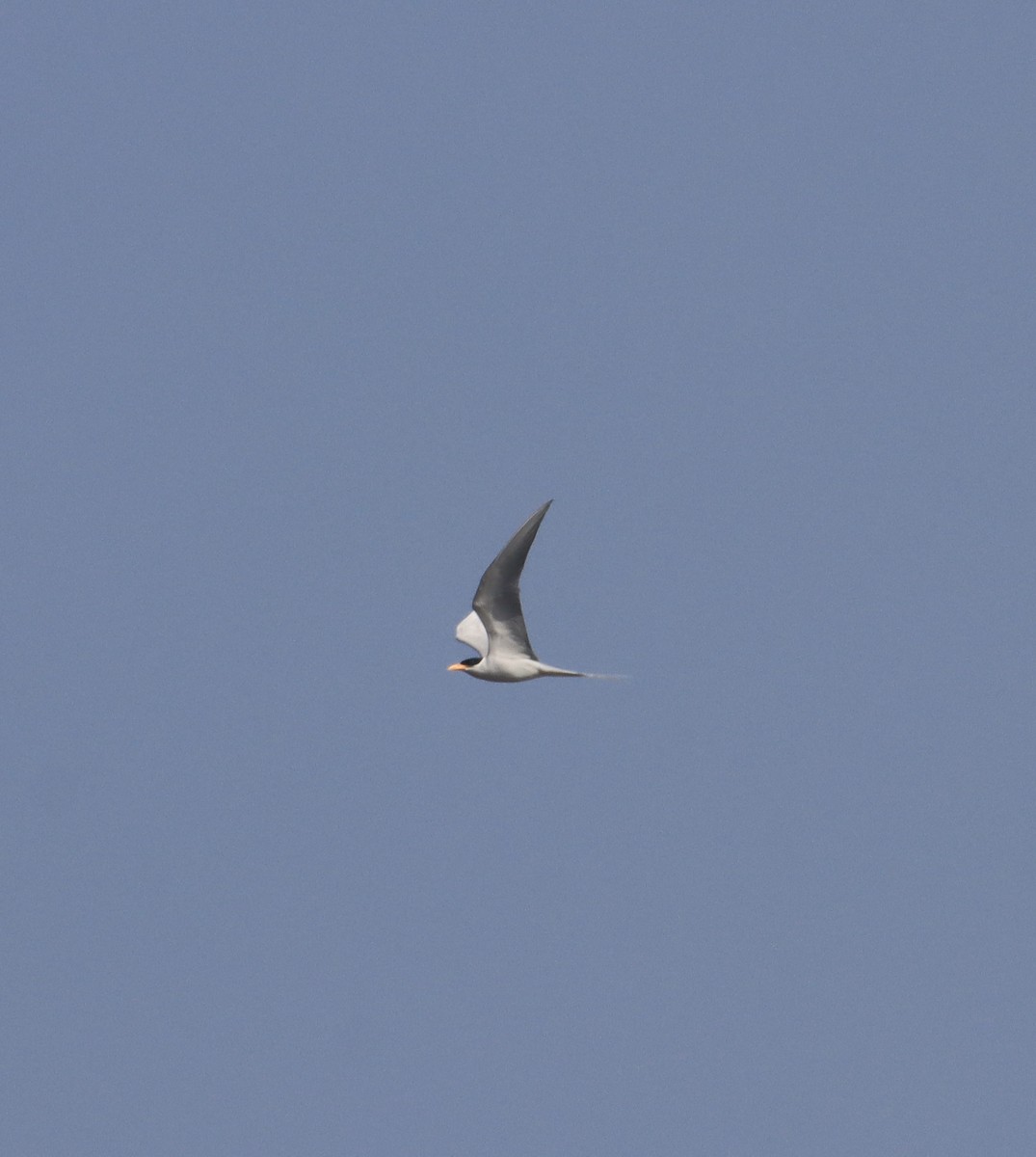 River Tern - ML612656068