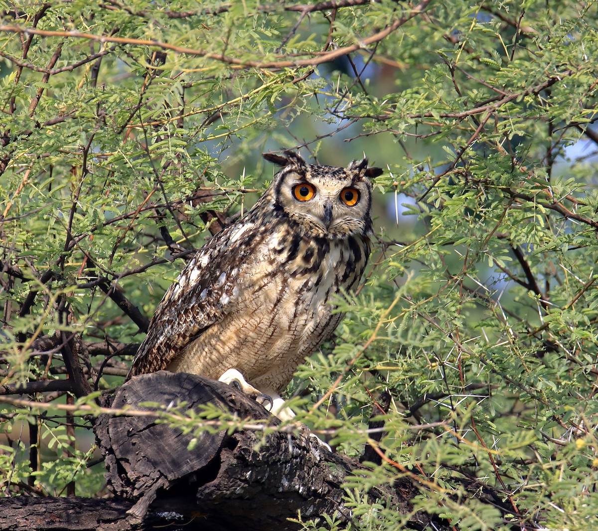 Rock Eagle-Owl - ML612656098