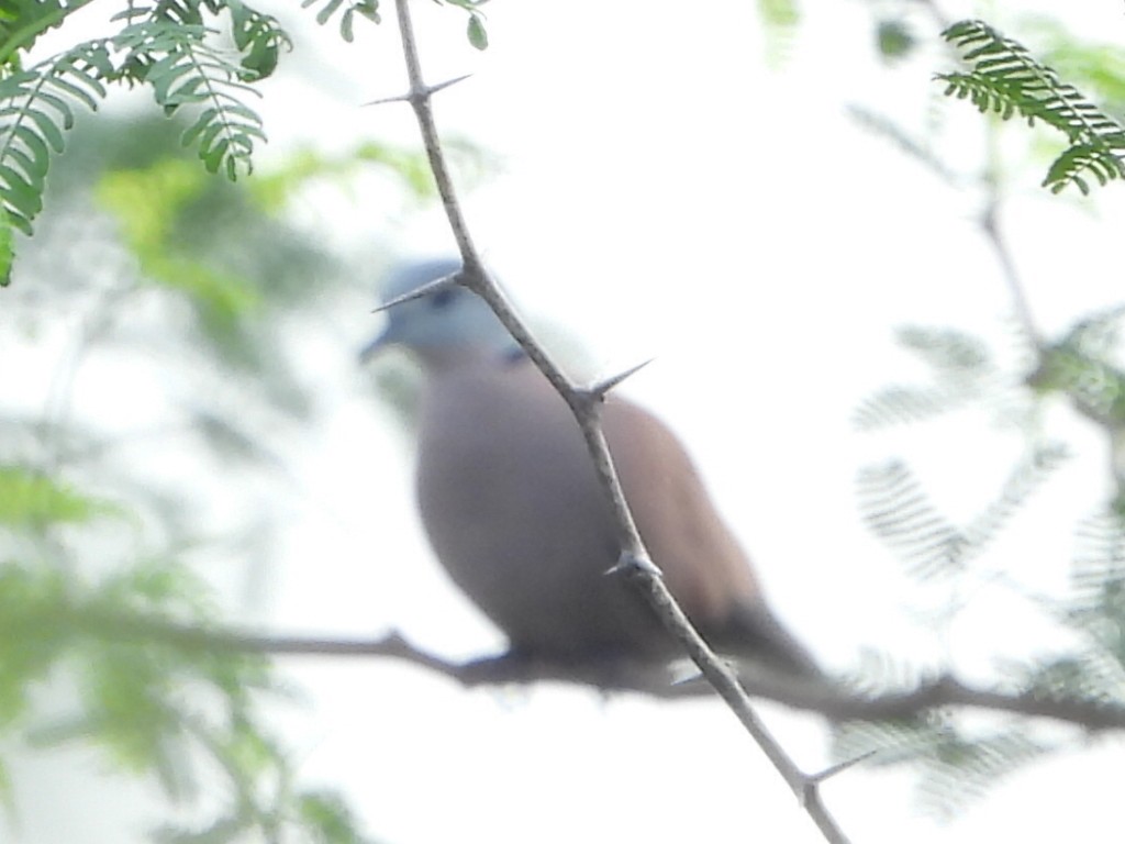 Red Collared-Dove - ML612656129