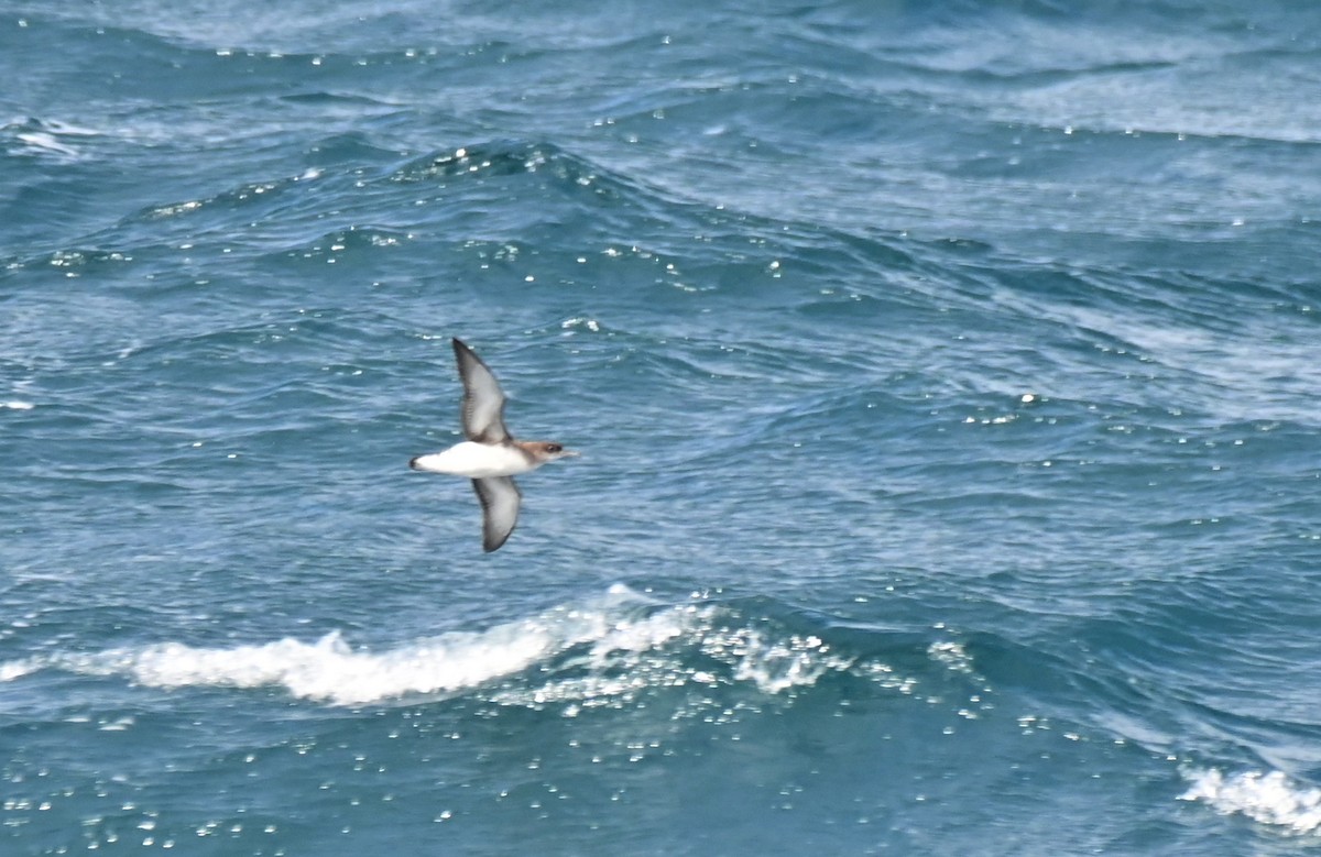 Fluttering Shearwater - ML612656147