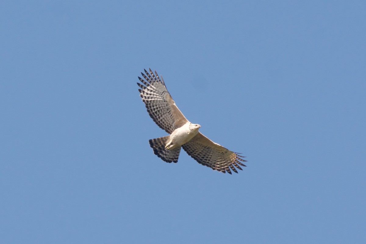 Águila Montañesa - ML612656163