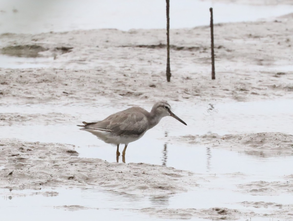 Gray-tailed Tattler - ML612656177