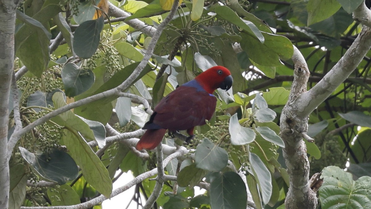 Papuan Eclectus - ML612656234