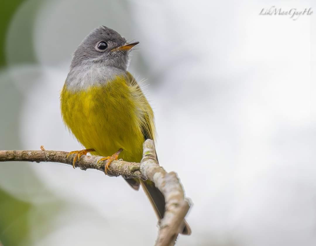 Gray-headed Canary-Flycatcher - ML612656239