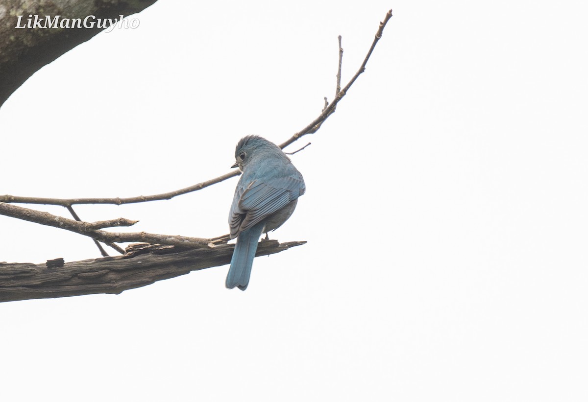 Verditer Flycatcher - ML612656243