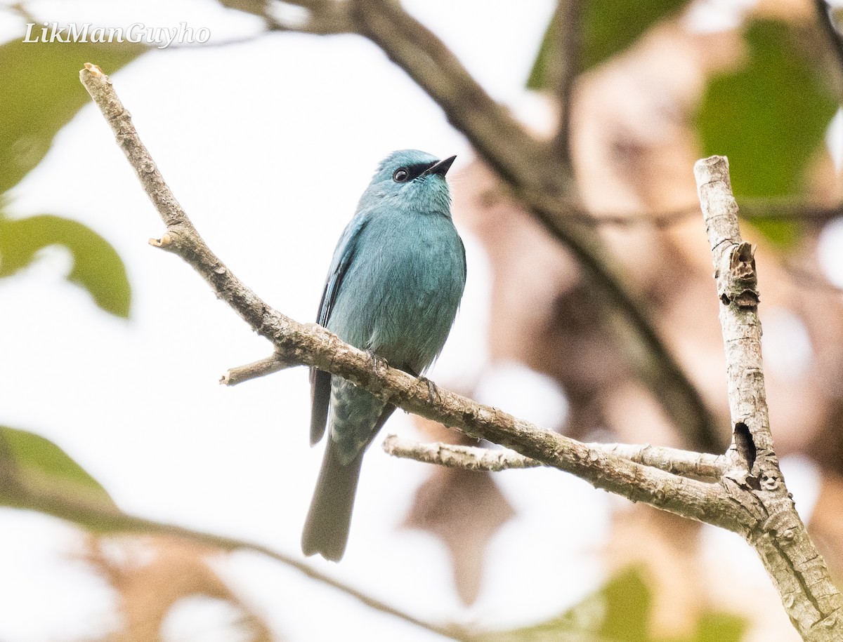 Verditer Flycatcher - ML612656246