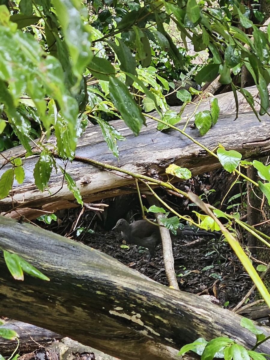 Superb Lyrebird - ML612656329