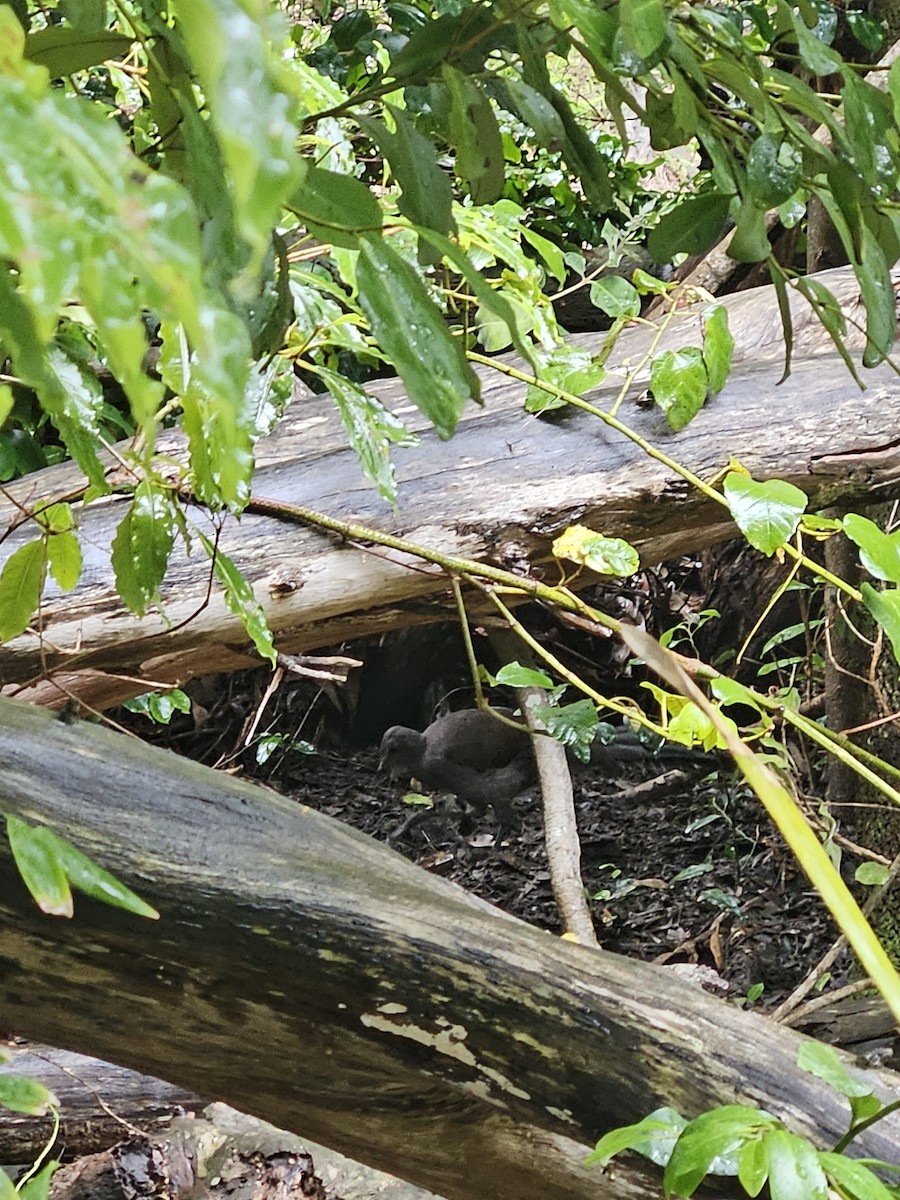 Superb Lyrebird - ML612656330