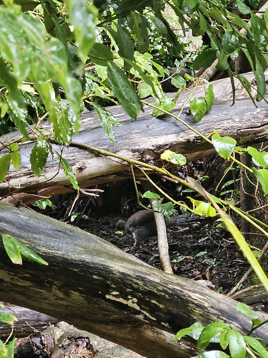 Superb Lyrebird - ML612656332