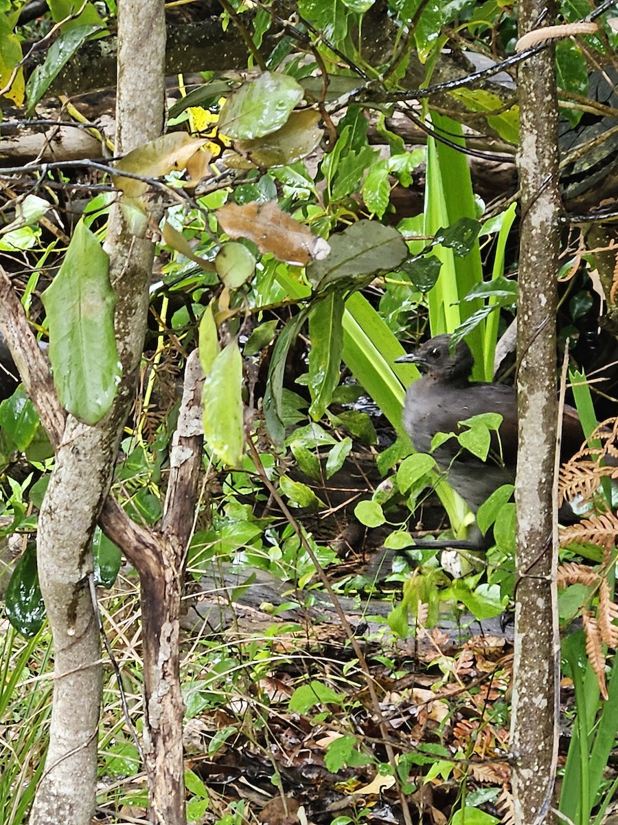 Superb Lyrebird - ML612656333