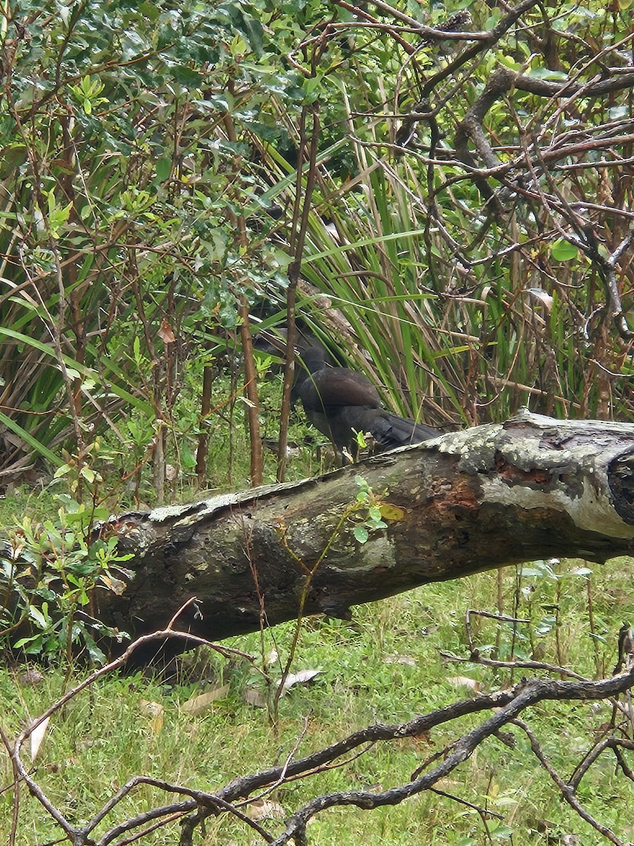 Superb Lyrebird - Michael Nikulin