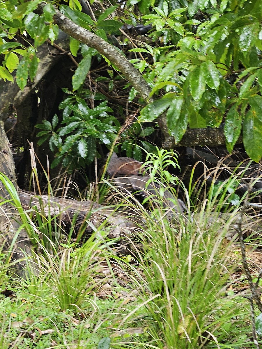 Superb Lyrebird - ML612656335