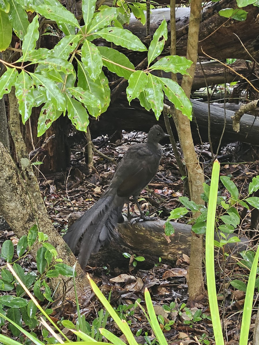 Superb Lyrebird - ML612656336