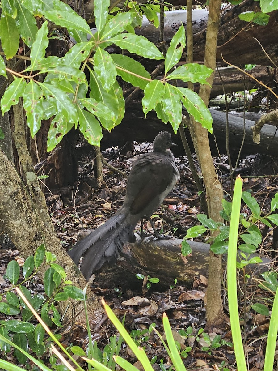 Superb Lyrebird - ML612656338