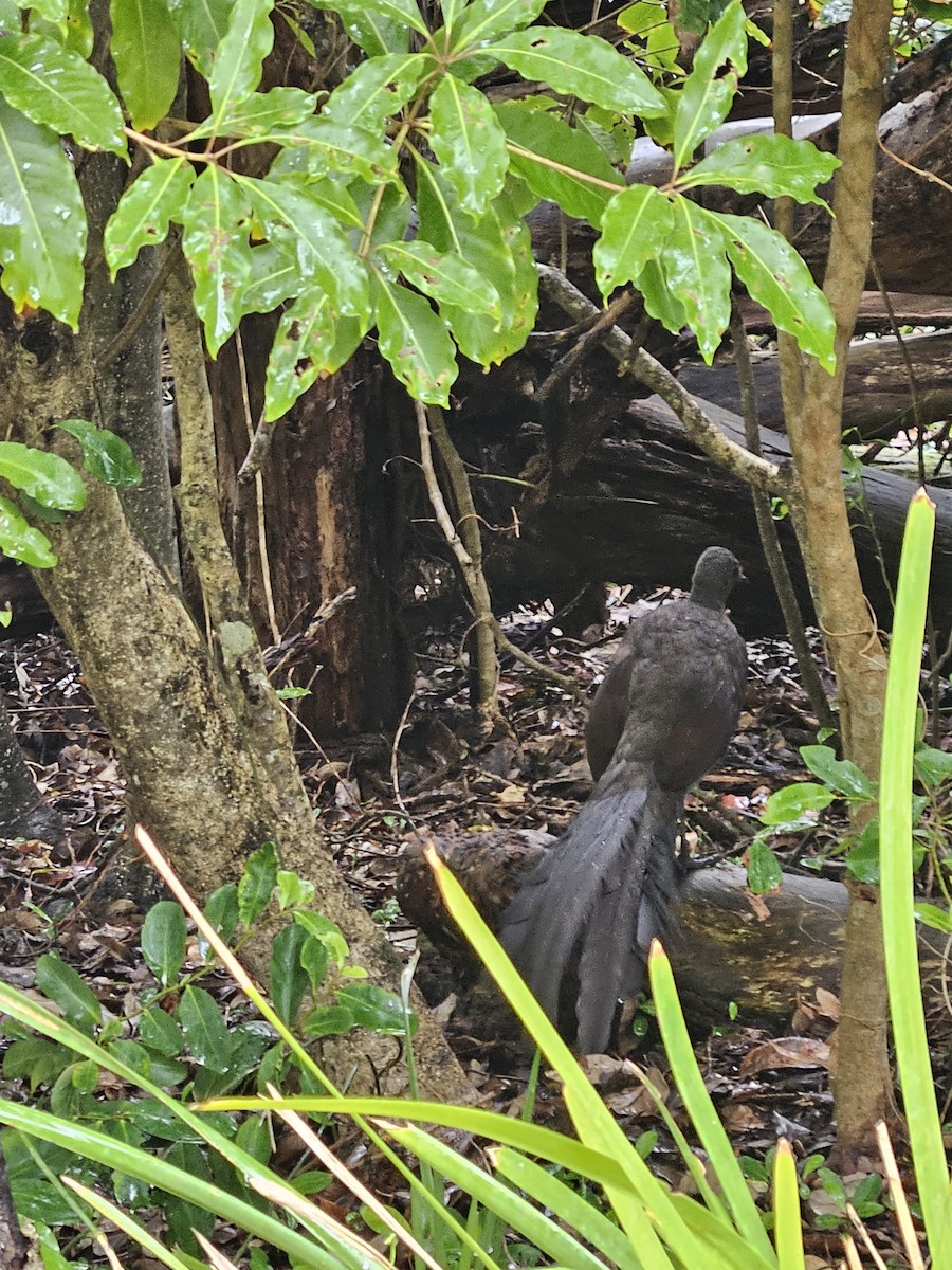 Superb Lyrebird - ML612656339