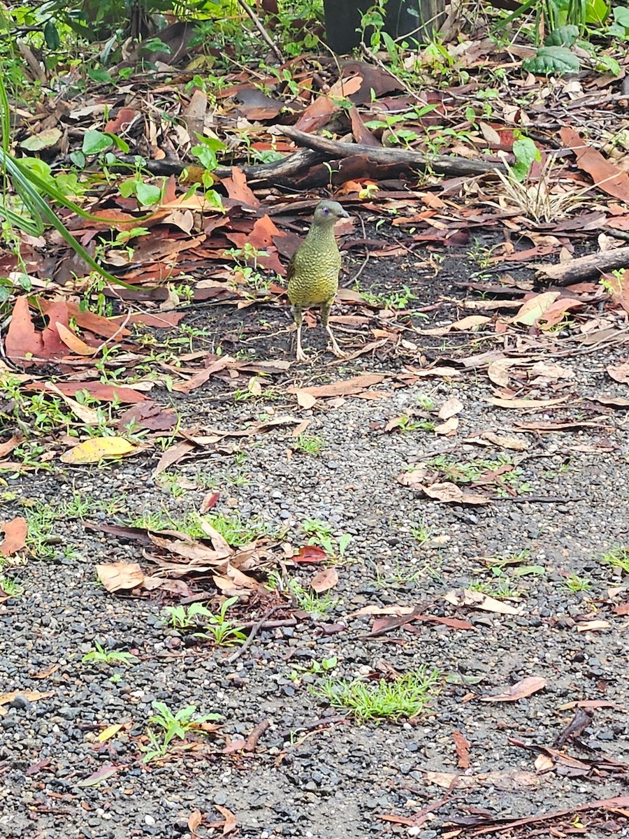 Satin Bowerbird - ML612656358