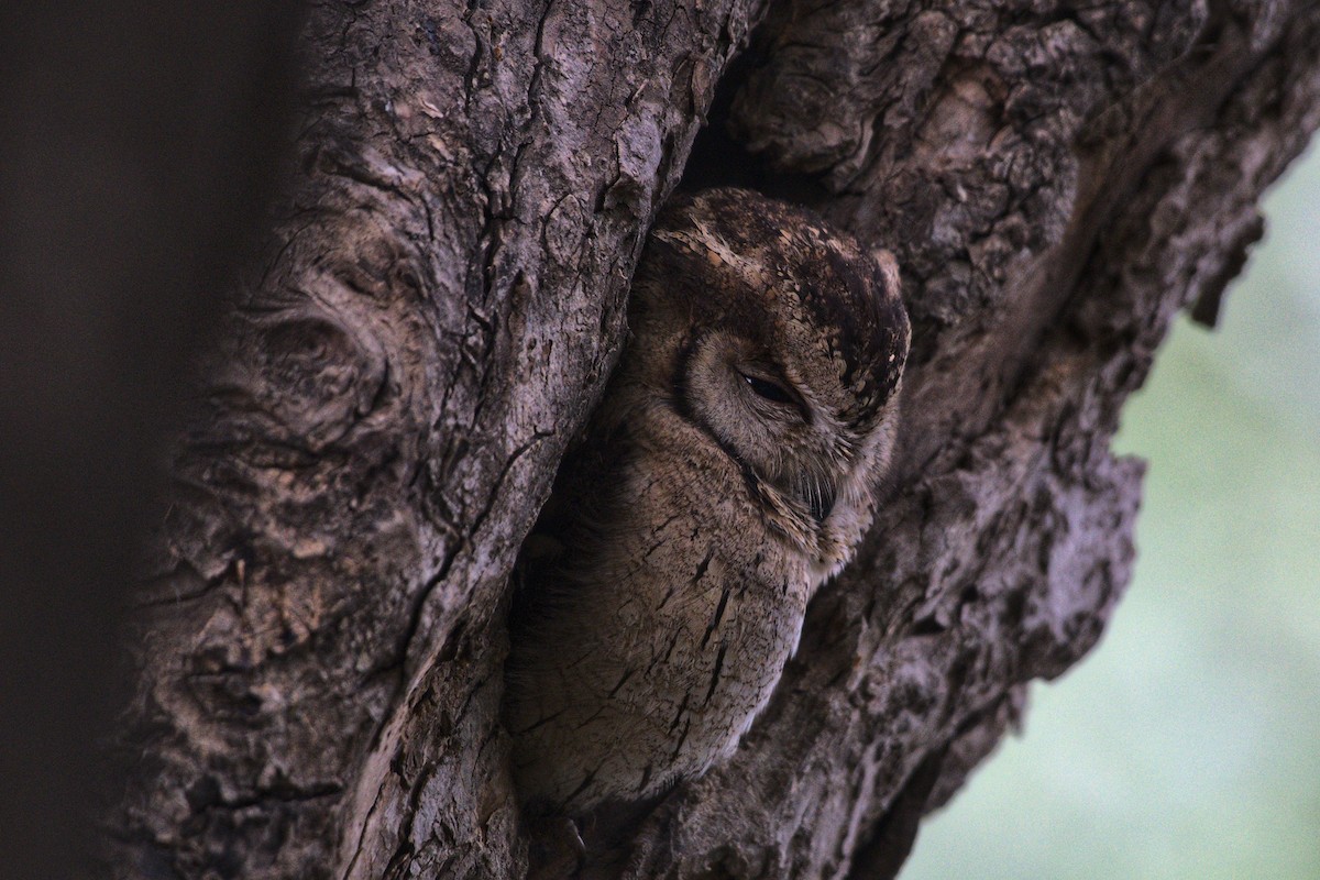 Indian Scops-Owl - ML612656365