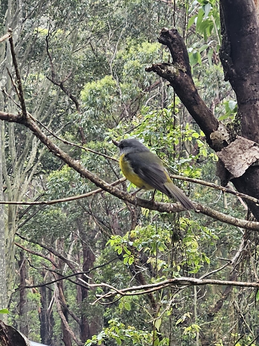 Eastern Yellow Robin - ML612656366