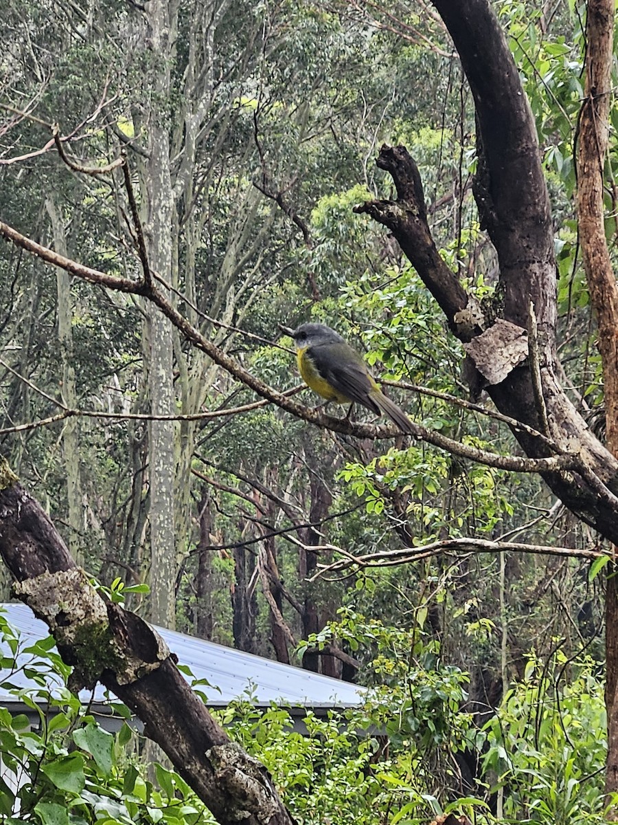 Eastern Yellow Robin - Michael Nikulin