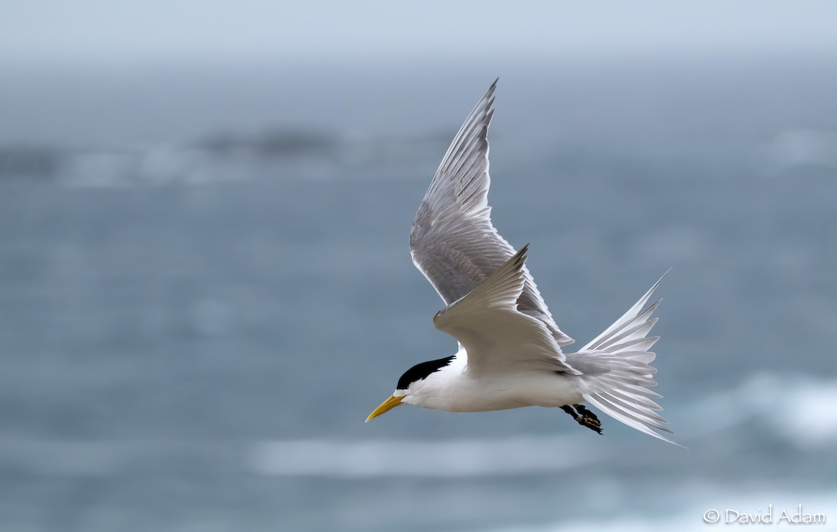 Great Crested Tern - ML612656371