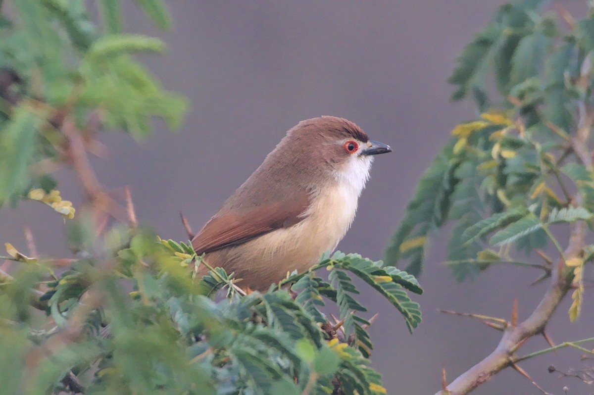 Yellow-eyed Babbler - ML612656443