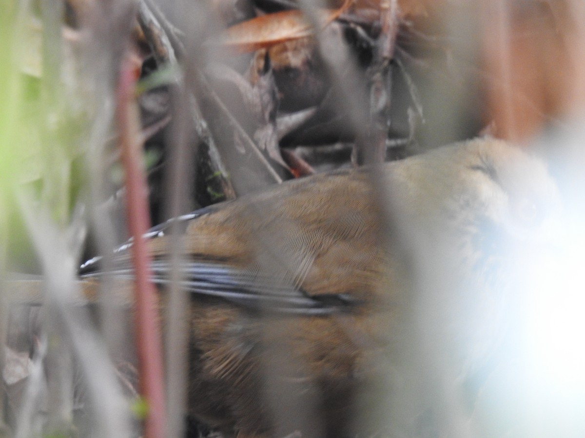 Moustached Laughingthrush - ML612656480