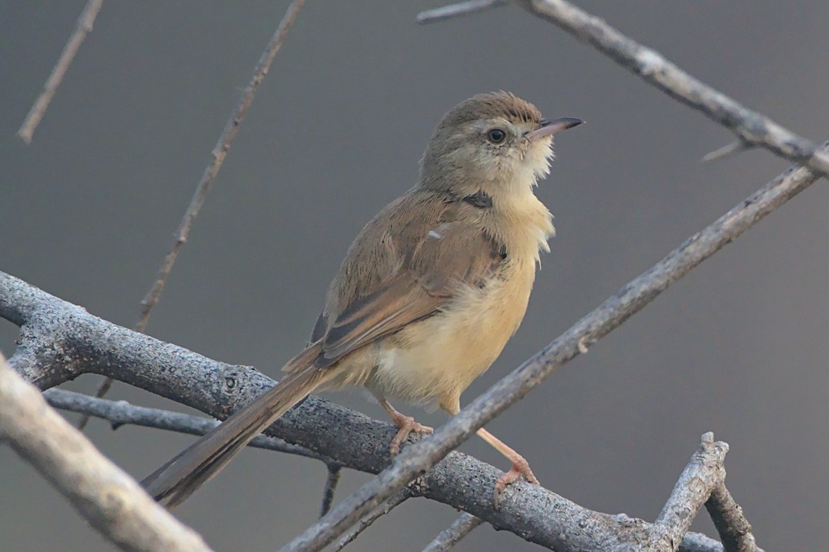 Plain Prinia - ML612656491