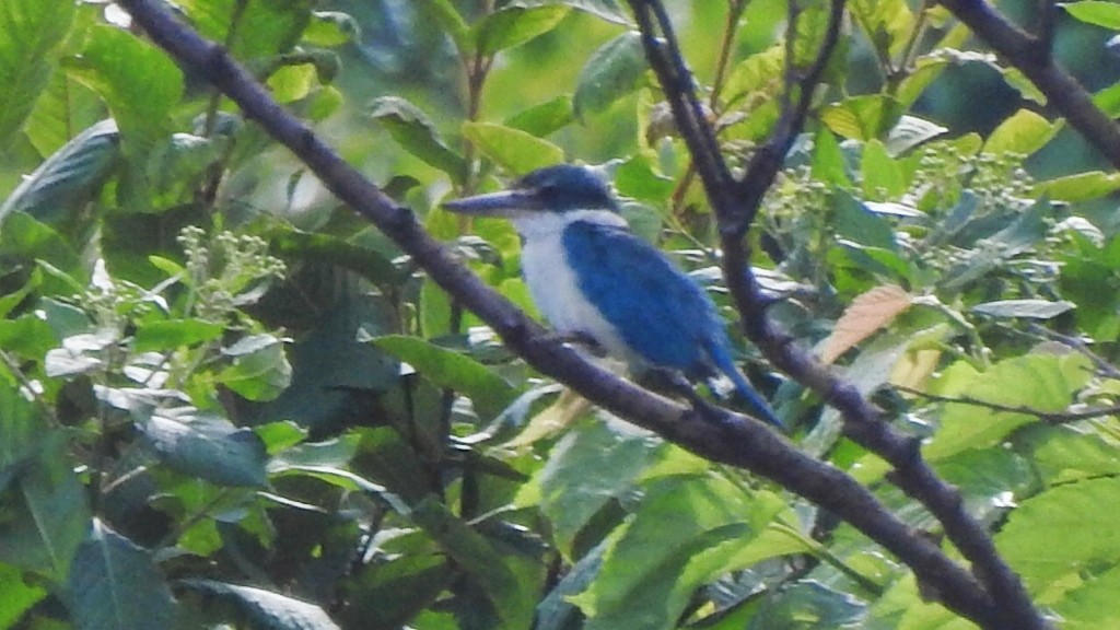 Collared Kingfisher - ML612656500