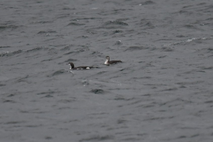 Arctic Loon - Philipp Straub