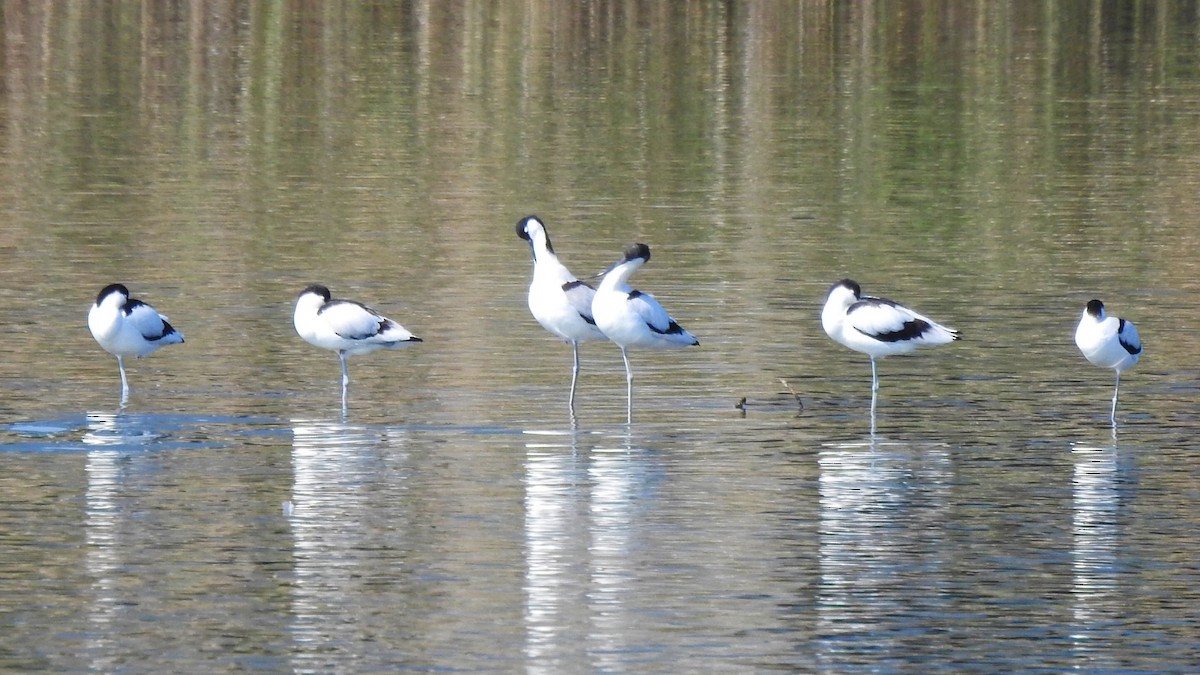 Pied Avocet - ML612656557