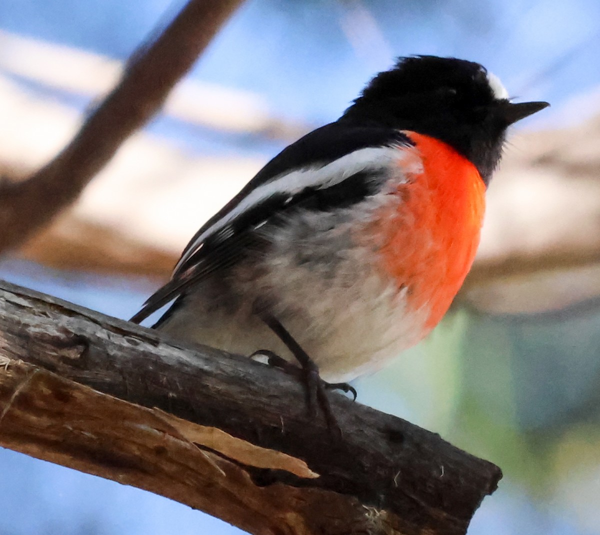 Scarlet Robin (Scarlet) - ML612656570