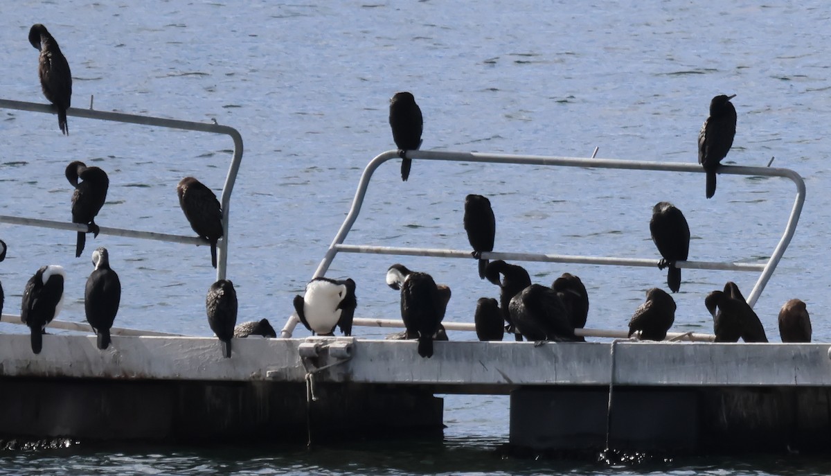 Little Black Cormorant - ML612656609