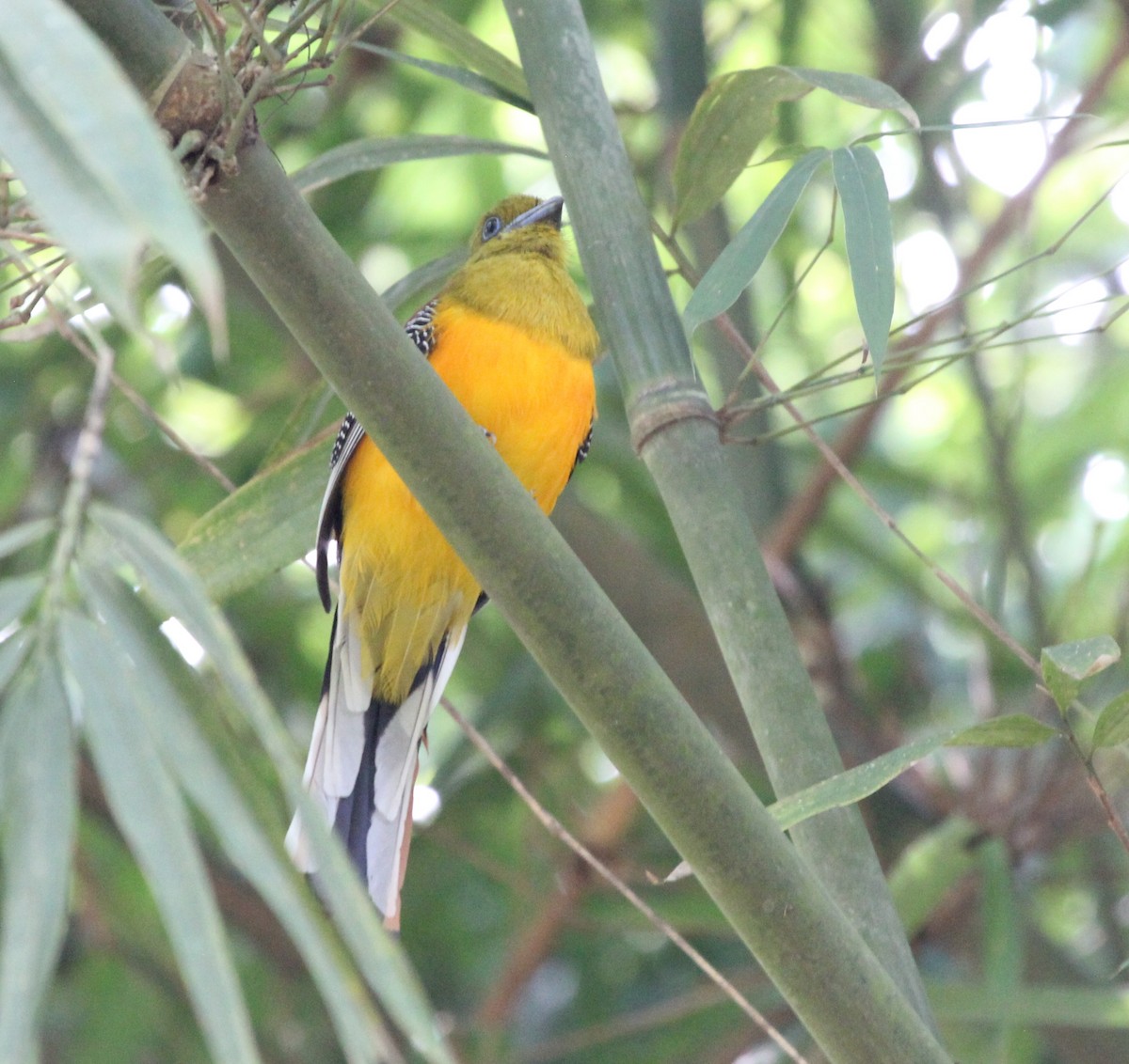 Trogon à poitrine jaune - ML612656616