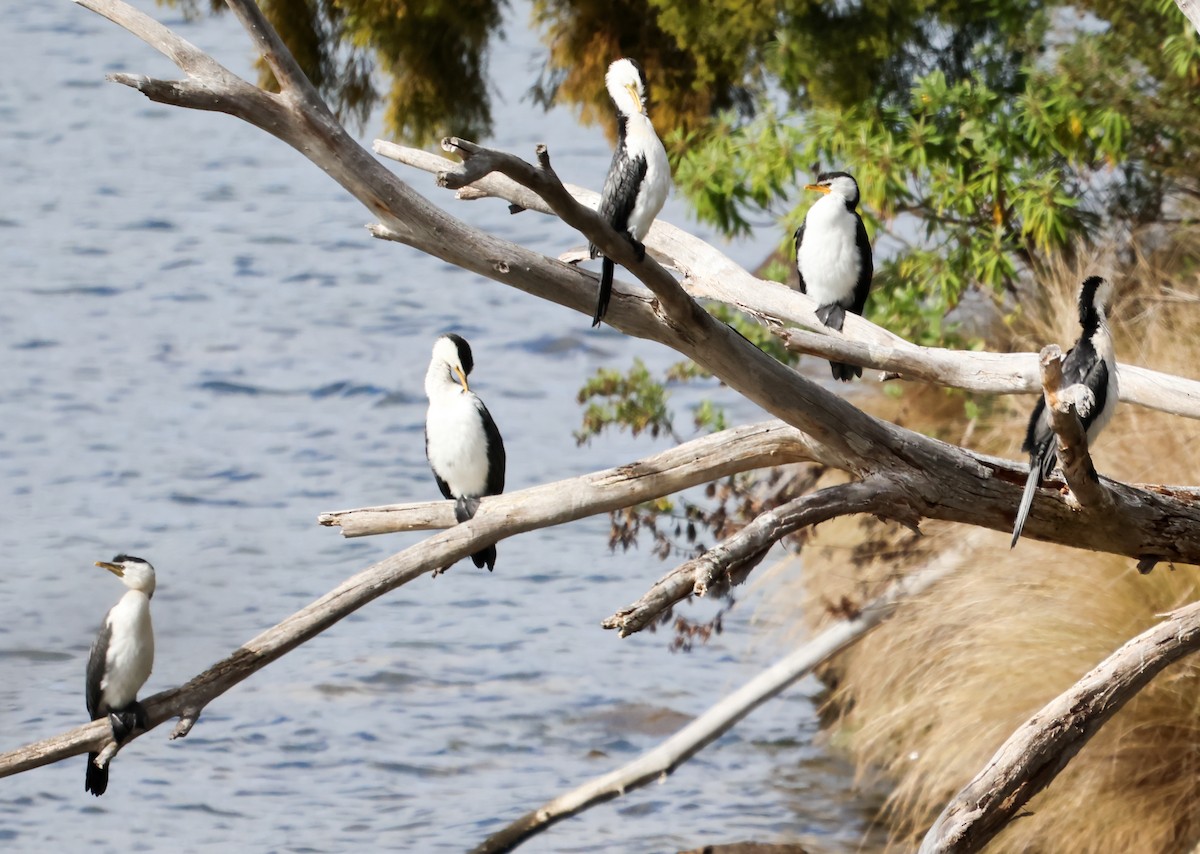 Little Pied Cormorant - ML612656617