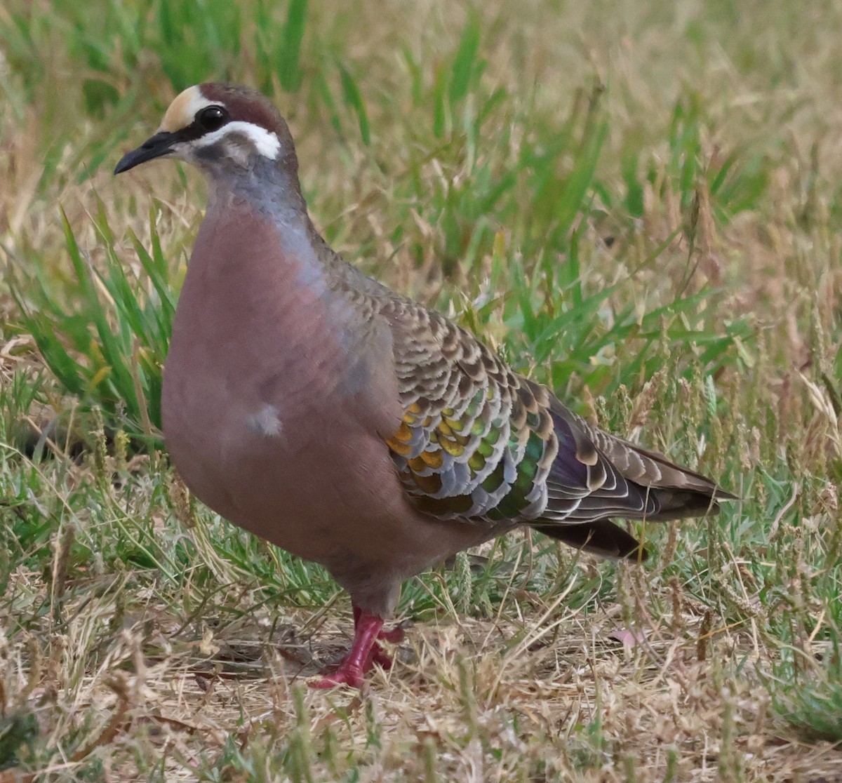 Common Bronzewing - ML612656633