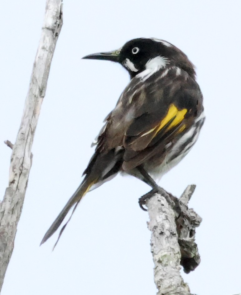 New Holland Honeyeater - John Brown