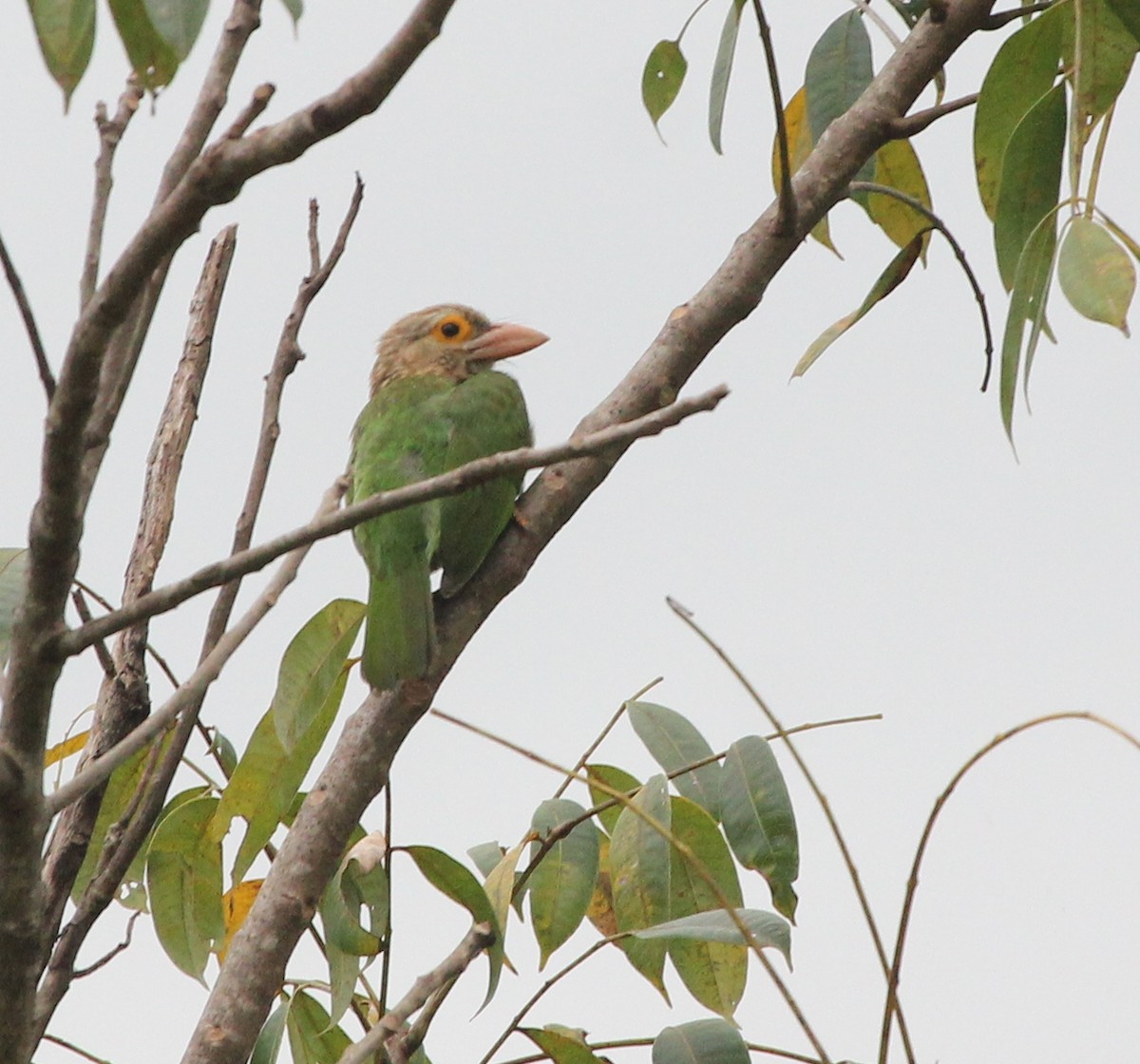 Lineated Barbet - ML612656665